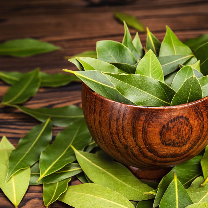 Alloro, foglie (Laurus nobilis L.)