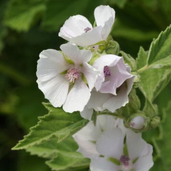 Altea, radice (Althaea officinalis L.)