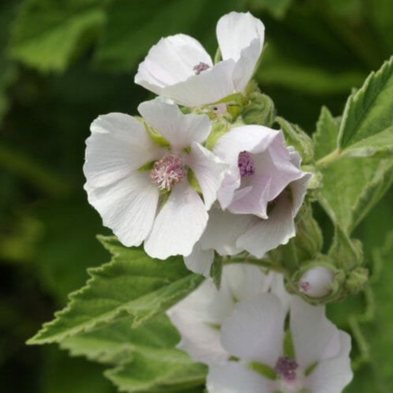Altea, radice (Althaea officinalis L.)