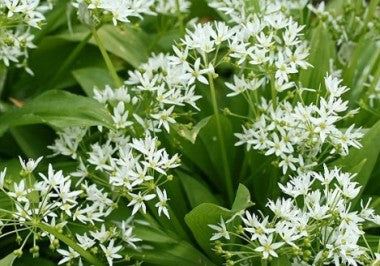 Aglio ursino, foglie (Alium ursinum L.)