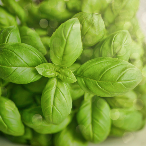 Basilico, foglie (Ocimum basilicum L.)