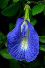 Butterfly, fiori blu (Clitoria ternatea L.)