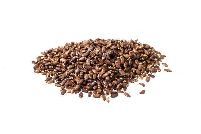 Cardo Mariano, semi (Silybum marianum -L.- Gaernt.)