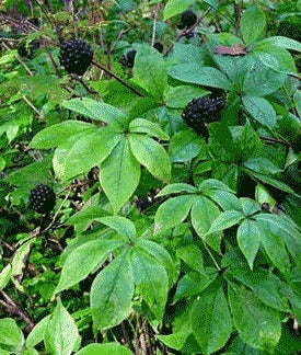 Eleuterococco, radice (Acantopanax senticosus Harms.)