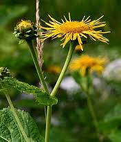 Enula campana, radice (Inula helenium L.)