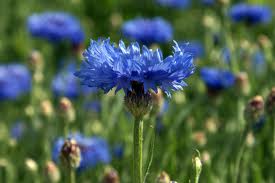 Fiordaliso, fiori (Centaurea cyanus L.)