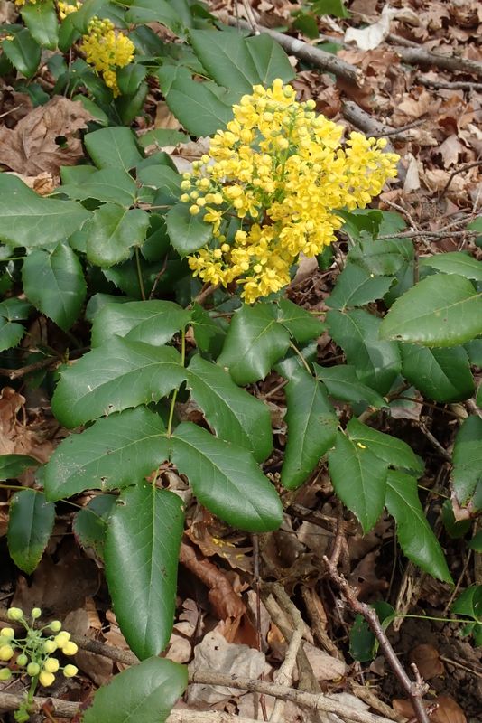 Mahonia, corteccia della radice (Berberis aquifolium Pursh.)