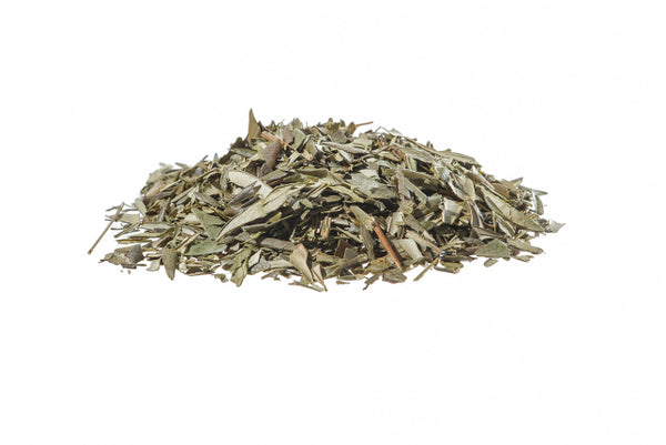 Olivo, foglie (Olea europea L.)