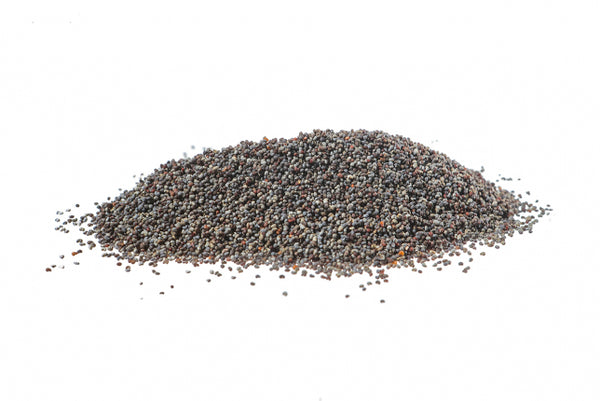 Papavero Olanda, semi blu (Papaver nigrum D.C. var. glabrum)