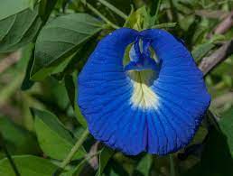 Pisello blu, fiori (Clitoria ternatea L.)