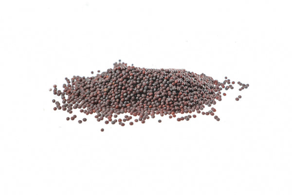 Senape nera, semi o polvere (Brassica nigra -L.- Koch)