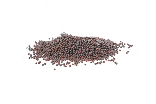 Senape nera, semi o polvere (Brassica nigra -L.- Koch)