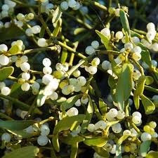 Mistletoe, leaves and twigs (Viscum album L.)