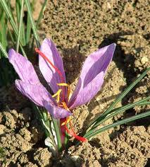 Zafferano, stimmi (Crocus sativus L.)